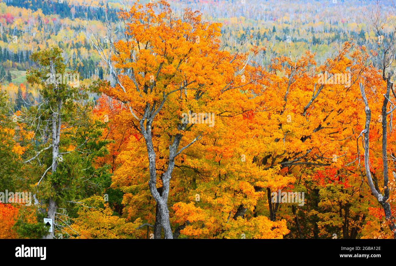 Die farbenprächtigen Hügel im Norden von Minnesota bringen Touristen im Herbst dazu, die spektakulären farbigen Wälder zu sehen. Stockfoto