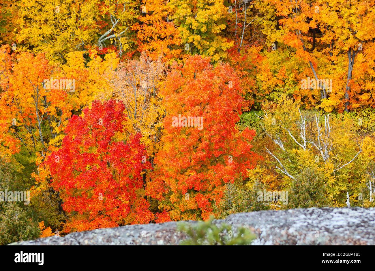 Touristen blicken auf einen atemberaubenden herbstlichen Wald mit leuchtenden Farben im Norden von Minnesota, USA, A.. Stockfoto