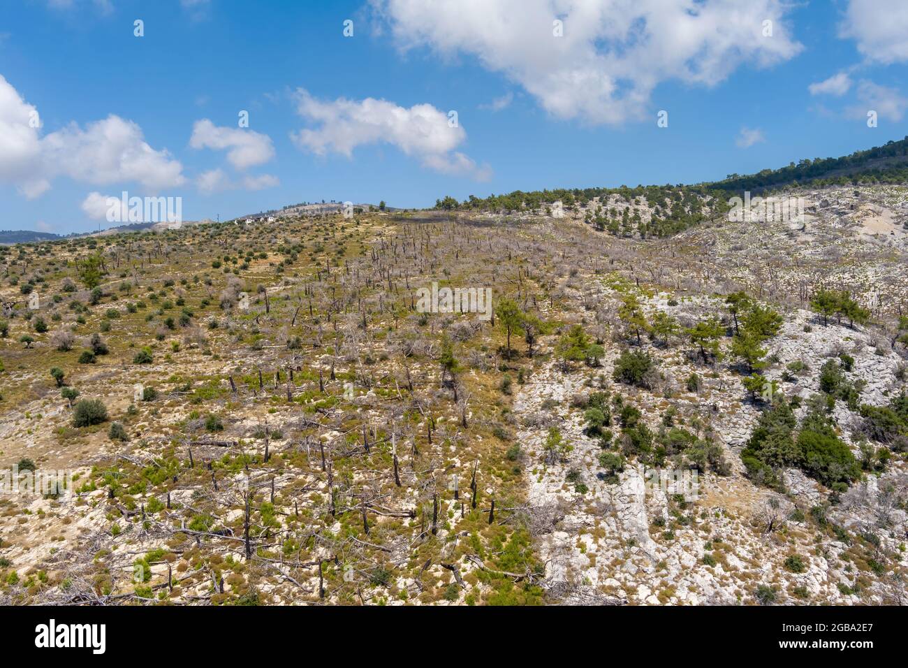 Der verbrannte Wald fünf Jahre nach dem Brand in Aliki Thassos, Griechenland Stockfoto