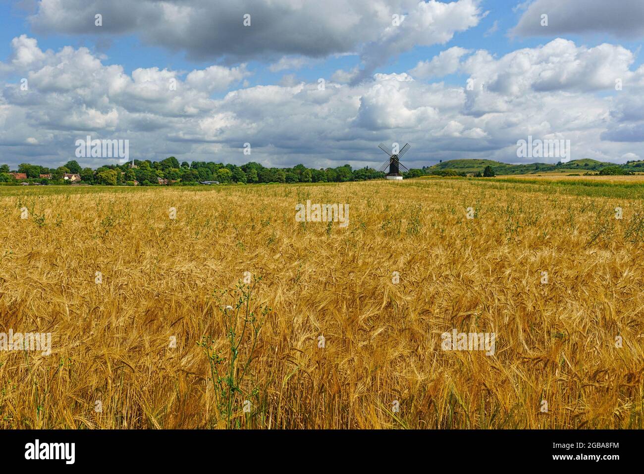 Gereifte Weizenfelder, mit Pitstone Mill und den Chiltern Hills im Hintergrund. Stockfoto