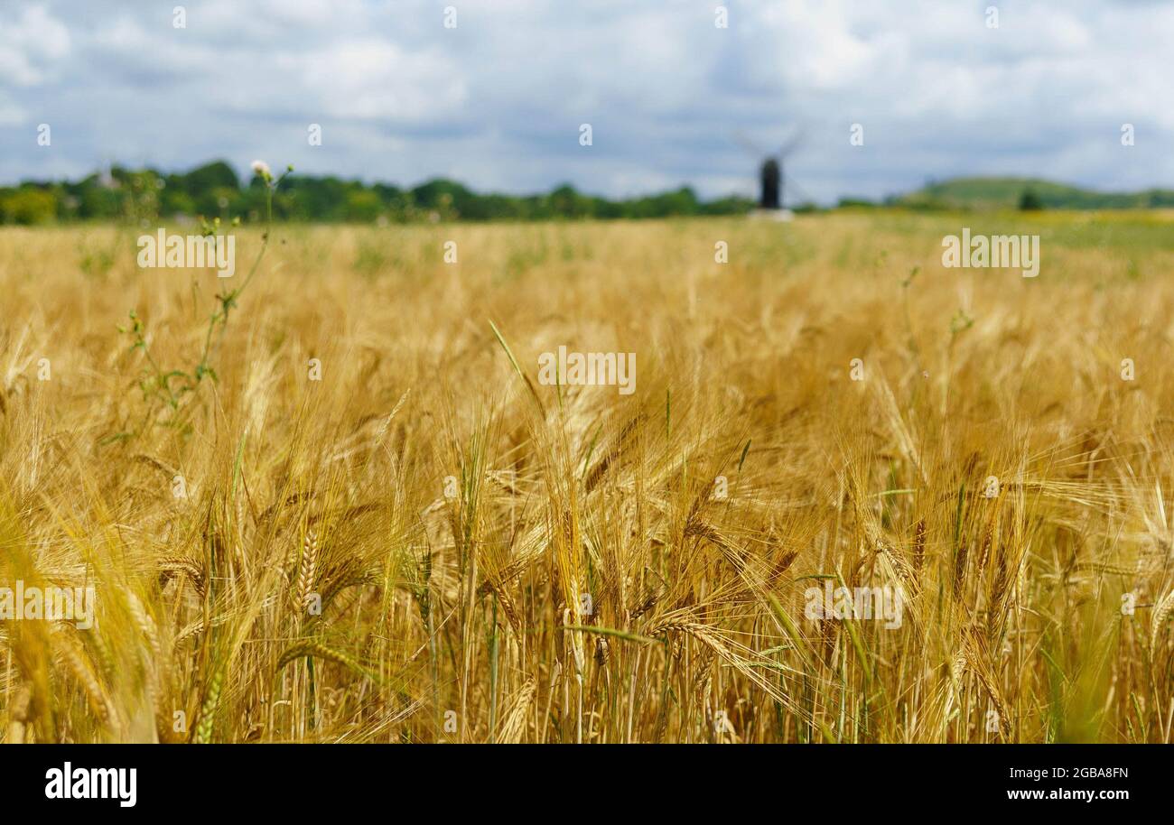 Gereifte Weizenfelder, mit Pitstone Mill im Hintergrund. Künstlerische Unschärfe. Stockfoto