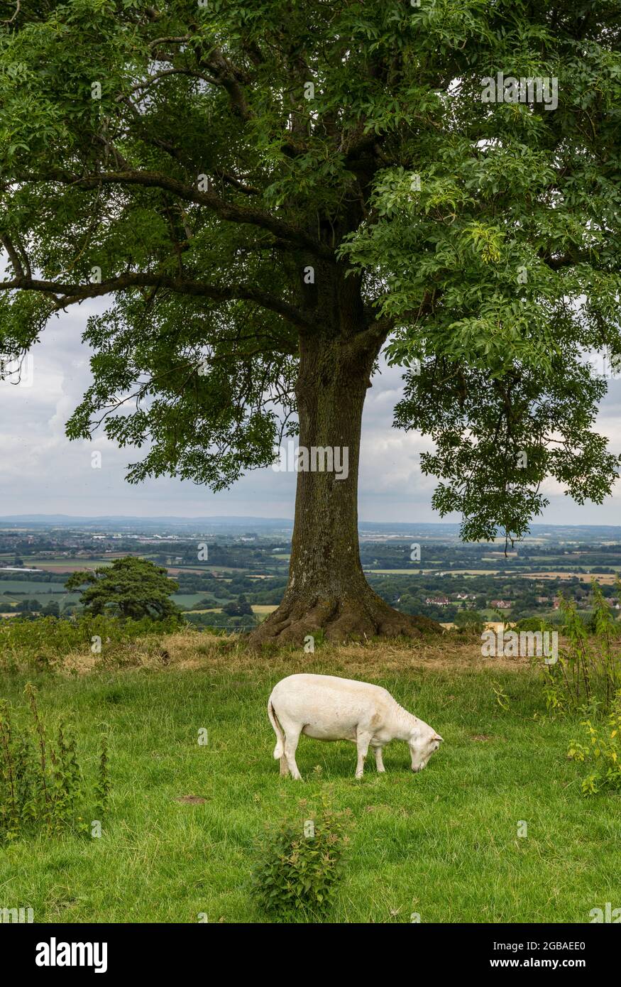 Ein einsames Schaf grast unter einem Baum auf Bredon Hill, Worcestershire. Stockfoto