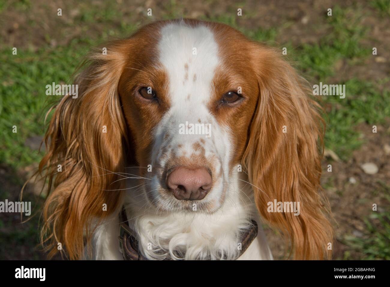 Gesicht eines Spanielwelpen mit einer langen Bräune, braunen Ohren und einem weißen und braunen Gesicht und einer rosa Nase, die auf die Kamera schaut, April Stockfoto
