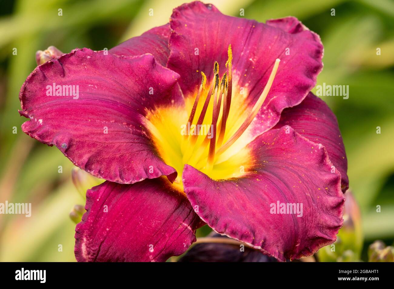 Taglilie Hemerocallis 'Bela Lugosi' Blume Taglilie Stockfoto