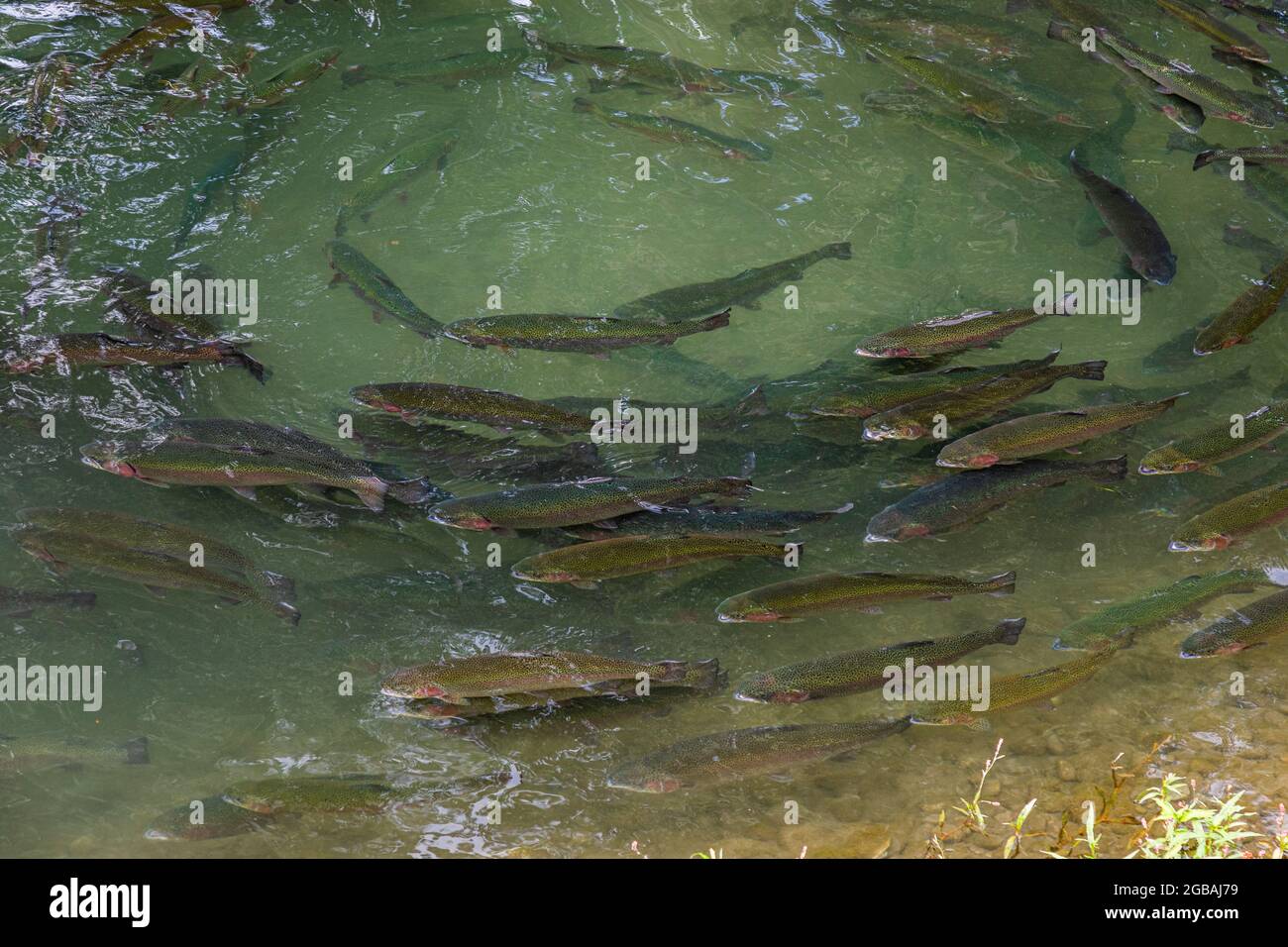Zucht forelle Fotos und Bildmaterial in hoher Auflösung Alamy