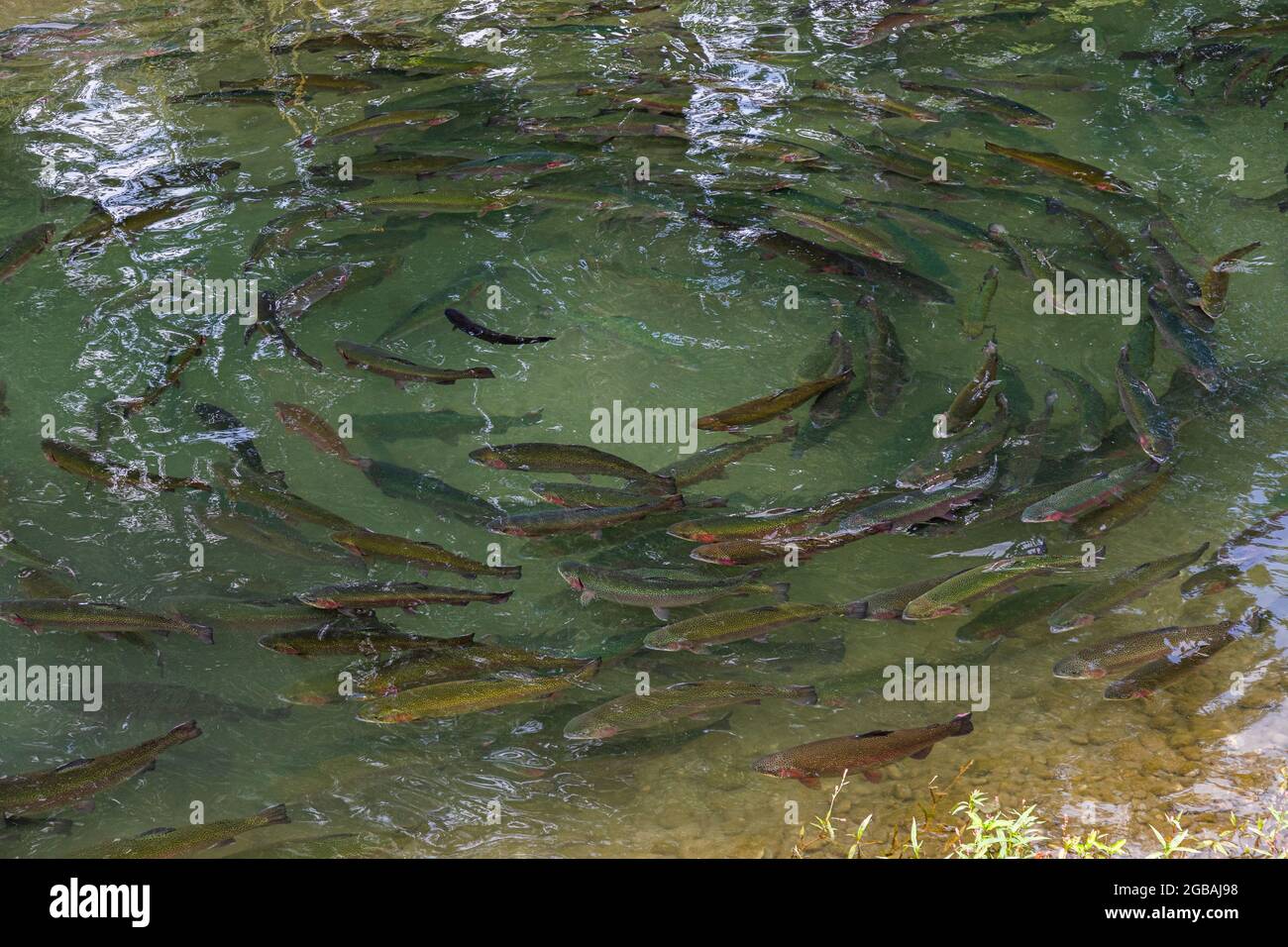 Forellen zucht -Fotos und -Bildmaterial in hoher Auflösung – Alamy