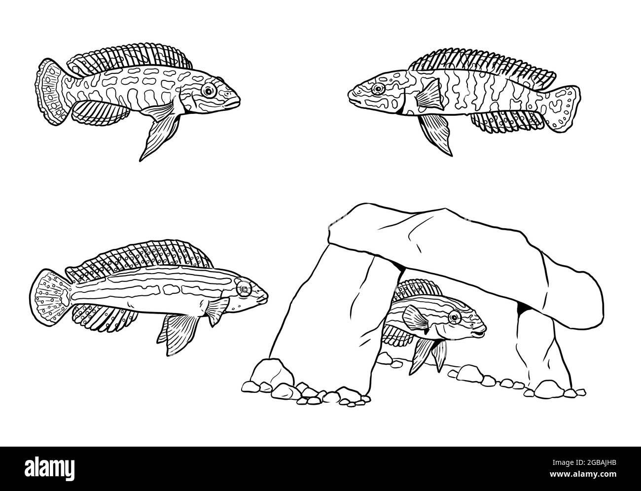 Сichlids aus dem Tanganjika See zum Färben. Bunte afrikanische Fische Julidochromis. Bild für Kinder und Erwachsene. Stockfoto