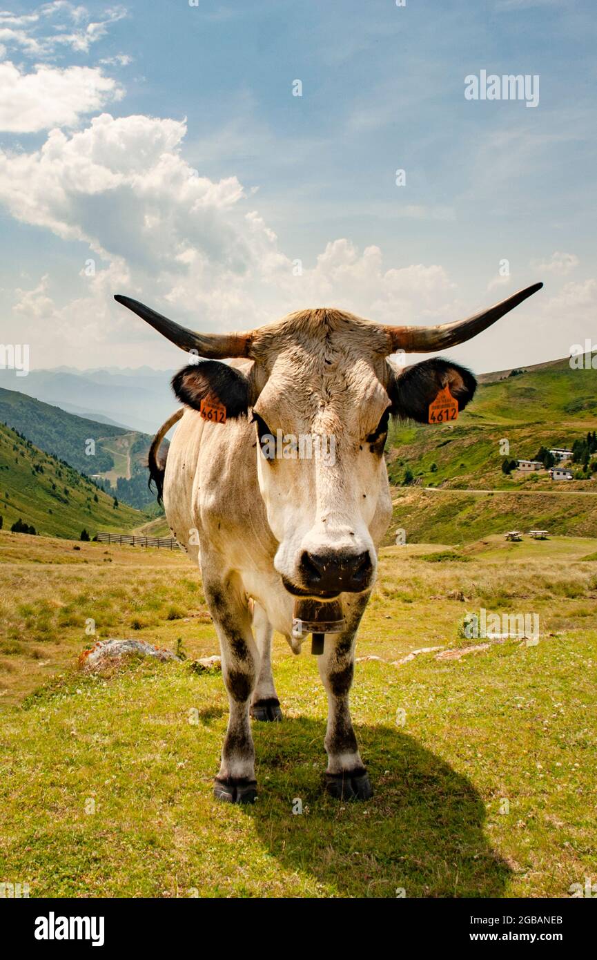 Transhumanz in den französischen Pyrenäen: Rinder am col de Pailhères, Ariège, Frankreich Stockfoto