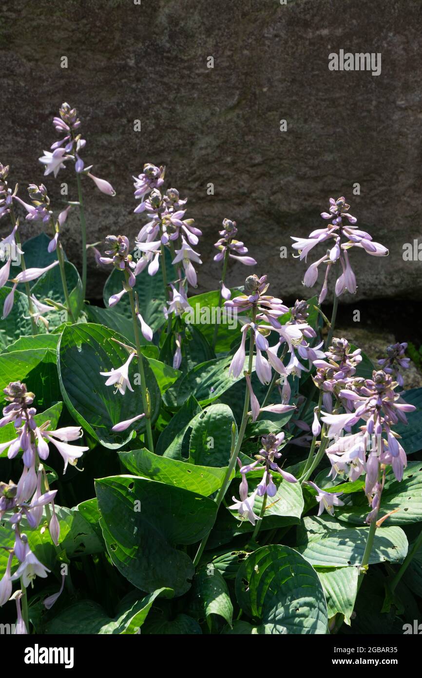 Bressingham Blue Pflanze mit grünen Blättern und schönen Blumen in sonnenbeschienenen Steingarten Stockfoto