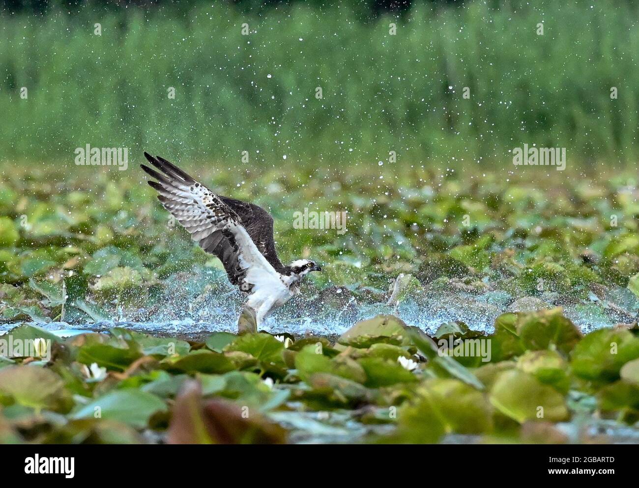 Kersdorf, Deutschland. August 2021. Ein Fischadler (Pandion haliaetus) ist in das Wasser des Kersdorf-Sees gestürzt, während er unter Seerosen nach Beute jagte. Der Kersdorfer See ist ein Naturschutzgebiet im oder-Spree-Bezirk. Im Sommer ist der See komplett mit Seerosen und gelben Teichlilien bedeckt. Seltene Vögel wie der Seeadler, Fischadler, rote und schwarze Drachen sowie der Eisvögel können hier beobachtet werden. Quelle: Patrick Pleul/dpa-Zentralbild/ZB/dpa/Alamy Live News Stockfoto