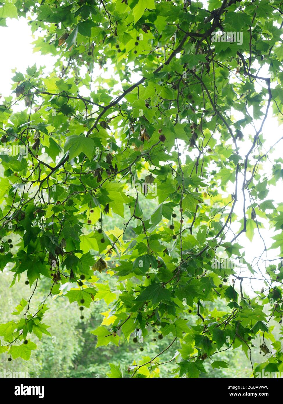 Nahaufnahme einer Londoner Platane mit Blättern und Samen Stockfoto