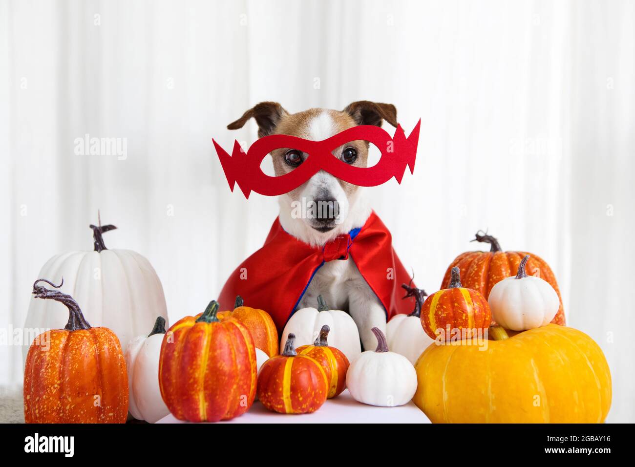 Jack russell Terrier Hund in einem Superhelden Kostüm zwischen orangen Kürbissen auf weißem Hintergrund. Porträt eines niedlichen kleinen Haustieres, das mit einem Höhlchen sitzt Stockfoto