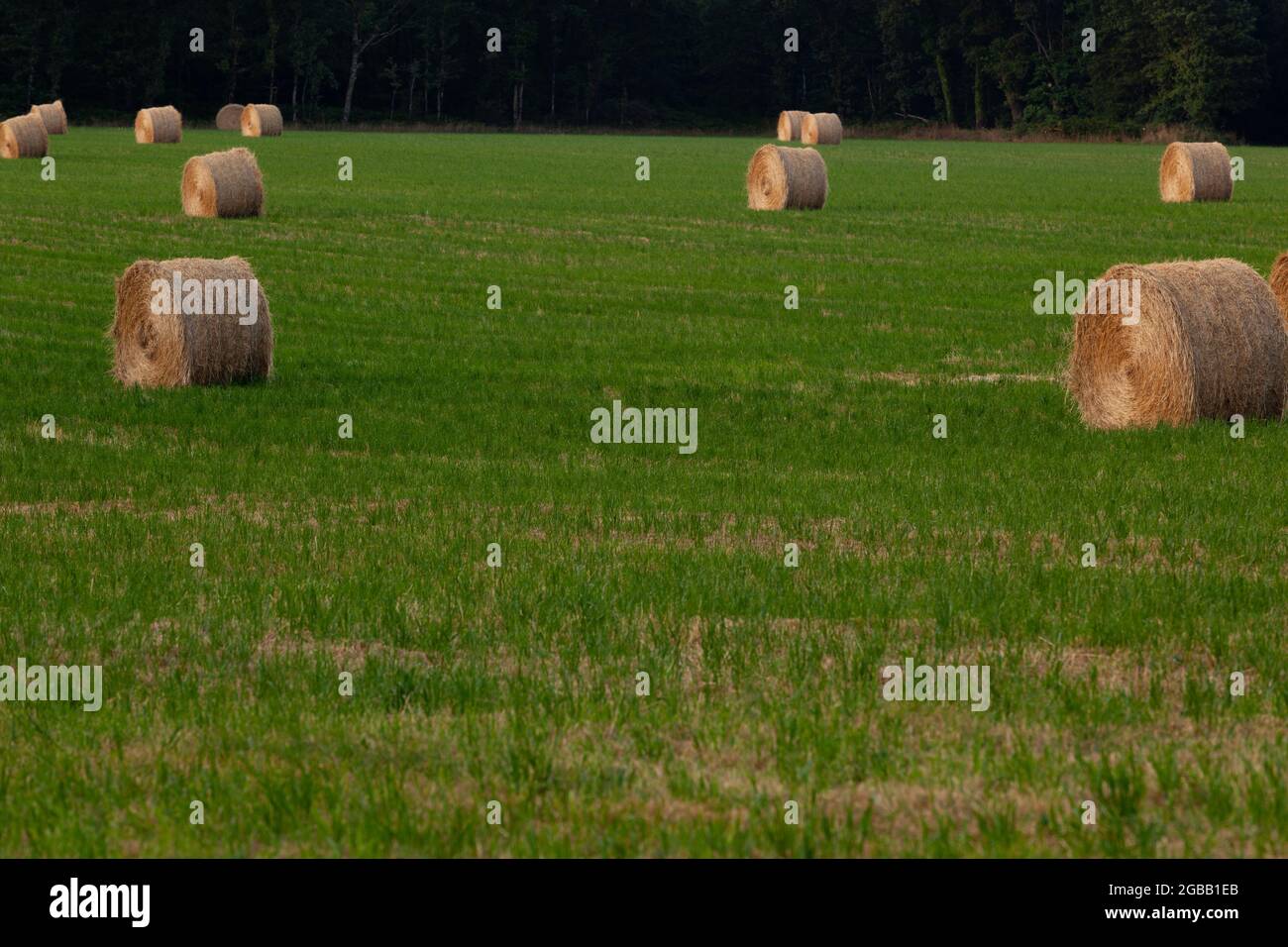 Runde Strohballen sind auf einem großen Feld verstreut, das von Bäumen umrahmt wird. Stockfoto