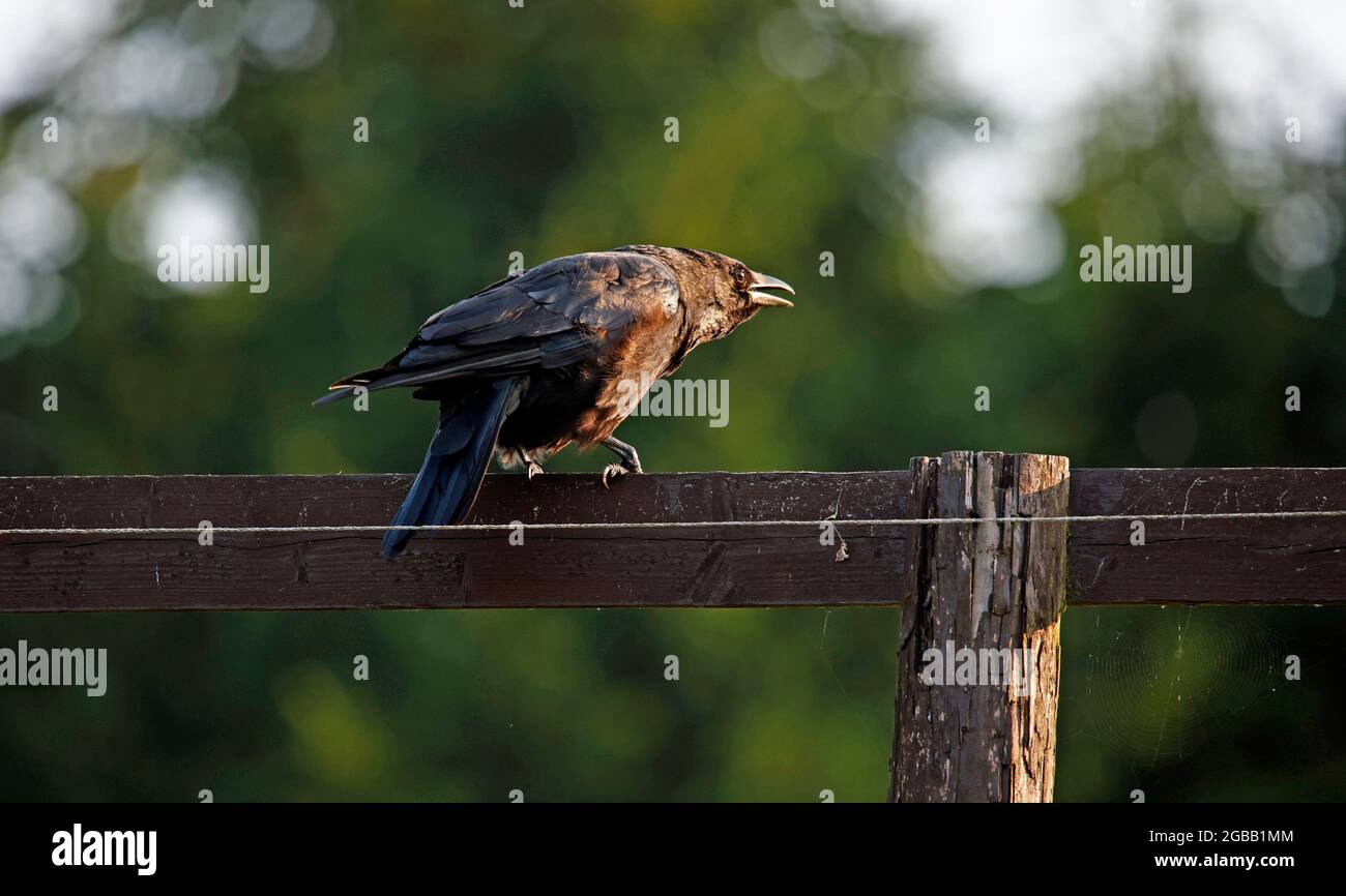 Aaskrähe auf einem Zaun Stockfoto