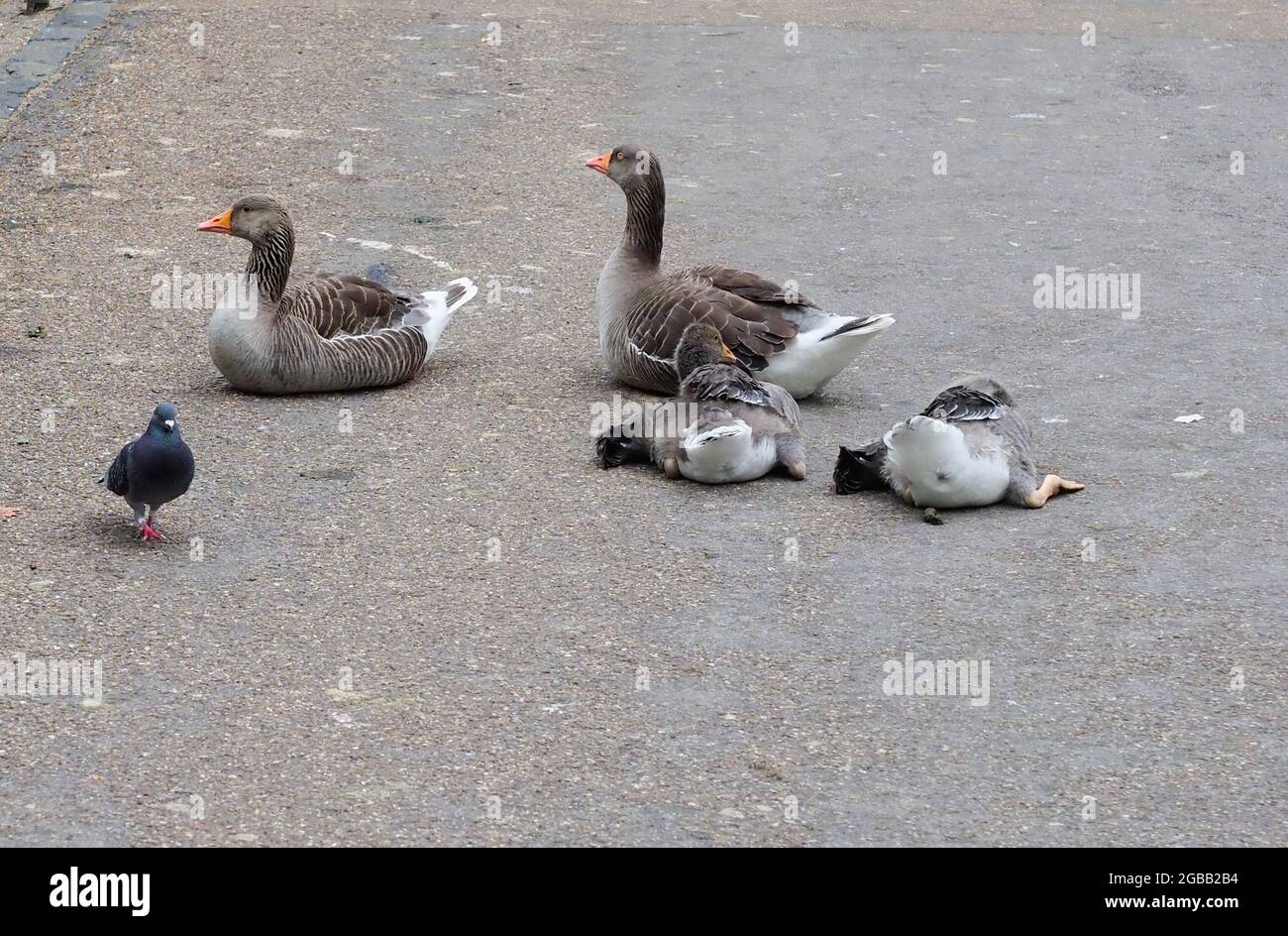 Zwei Gänse und zwei Gänse ruhen auf einem Parkweg Stockfoto