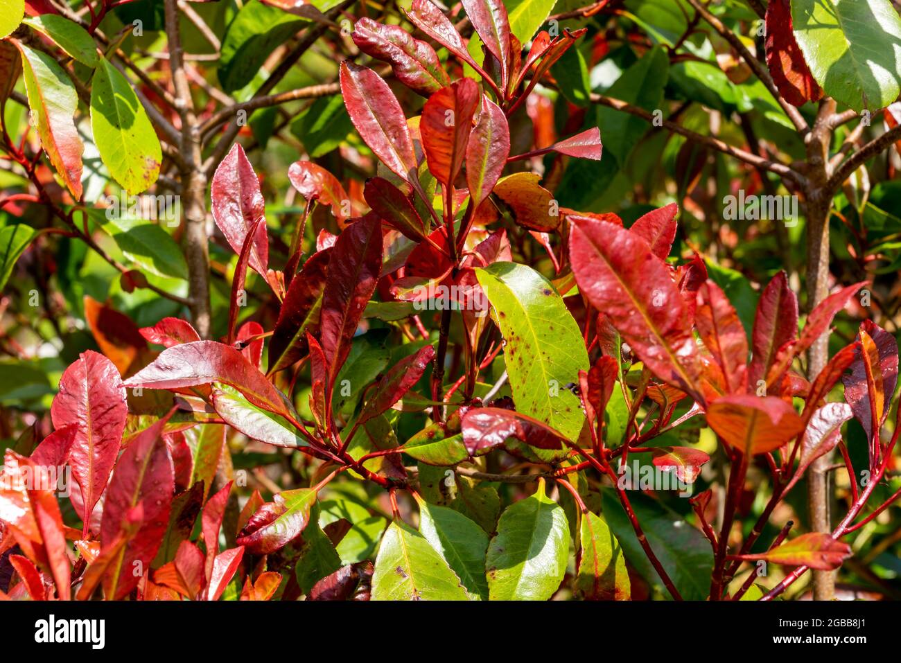 Photinia x fraseri 'Red Robin' ein immergrüner, frühlingsblühender Strauch Pflanze mit einer weißen Frühlingsblume und roten Blättern und Wird häufig für Hedgin verwendet Stockfoto