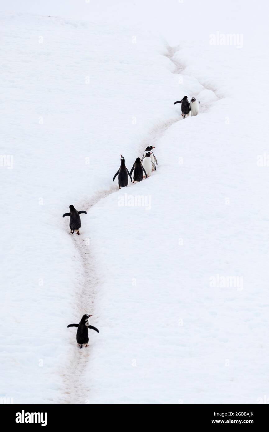 Erwachsene Gentoo-Pinguine (Pygoscelis papua), Wandern auf Pinguin-Autobahnen, Neko Harbour, Antarktis, Polarregionen Stockfoto