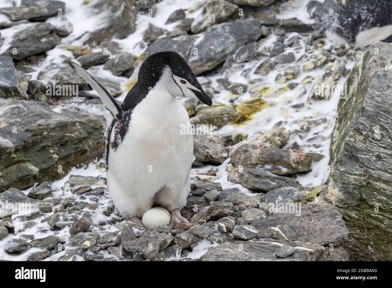 Chinstrap Pinguin (Pygoscelis antarcticus), auf Eiern auf Krönungsinsel, Süd-Orkney-Inseln, Antarktis, Polarregionen Stockfoto