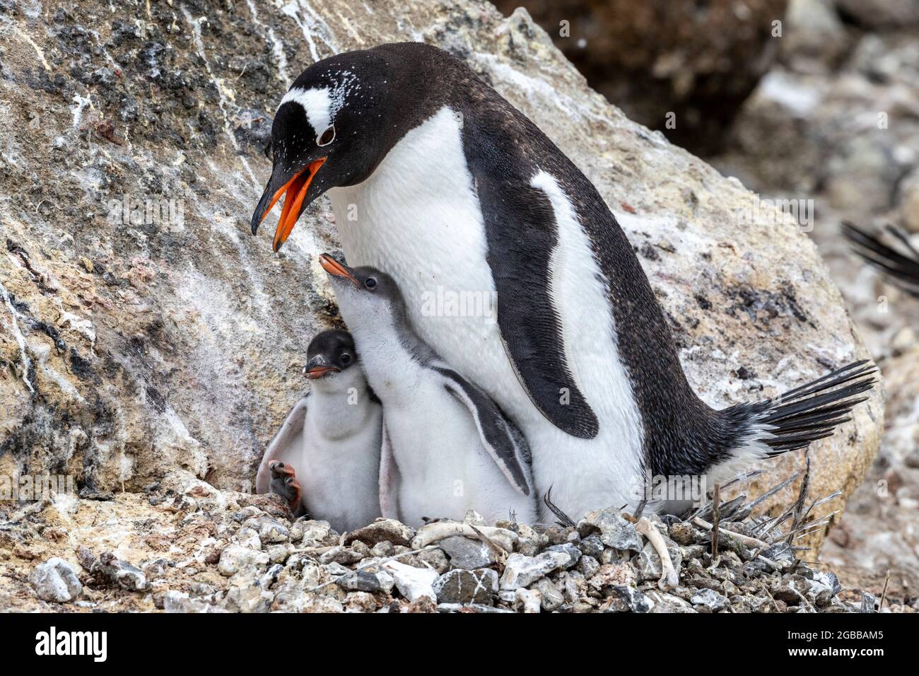 Erwachsener Gentoo-Pinguin (Pygoscelis papua), der hungrige Küken in Brown Bluff, Antarktis, Polarregionen füttert Stockfoto