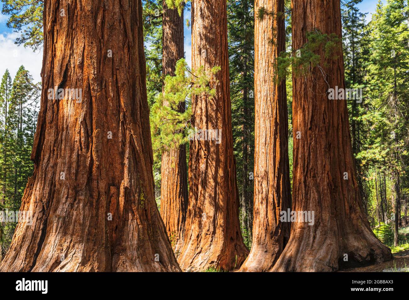 Giant Sequoia, Mariposa Grove, Yosemite National Park, UNESCO-Weltkulturerbe, Kalifornien, Vereinigte Staaten von Amerika, Nordamerika Stockfoto