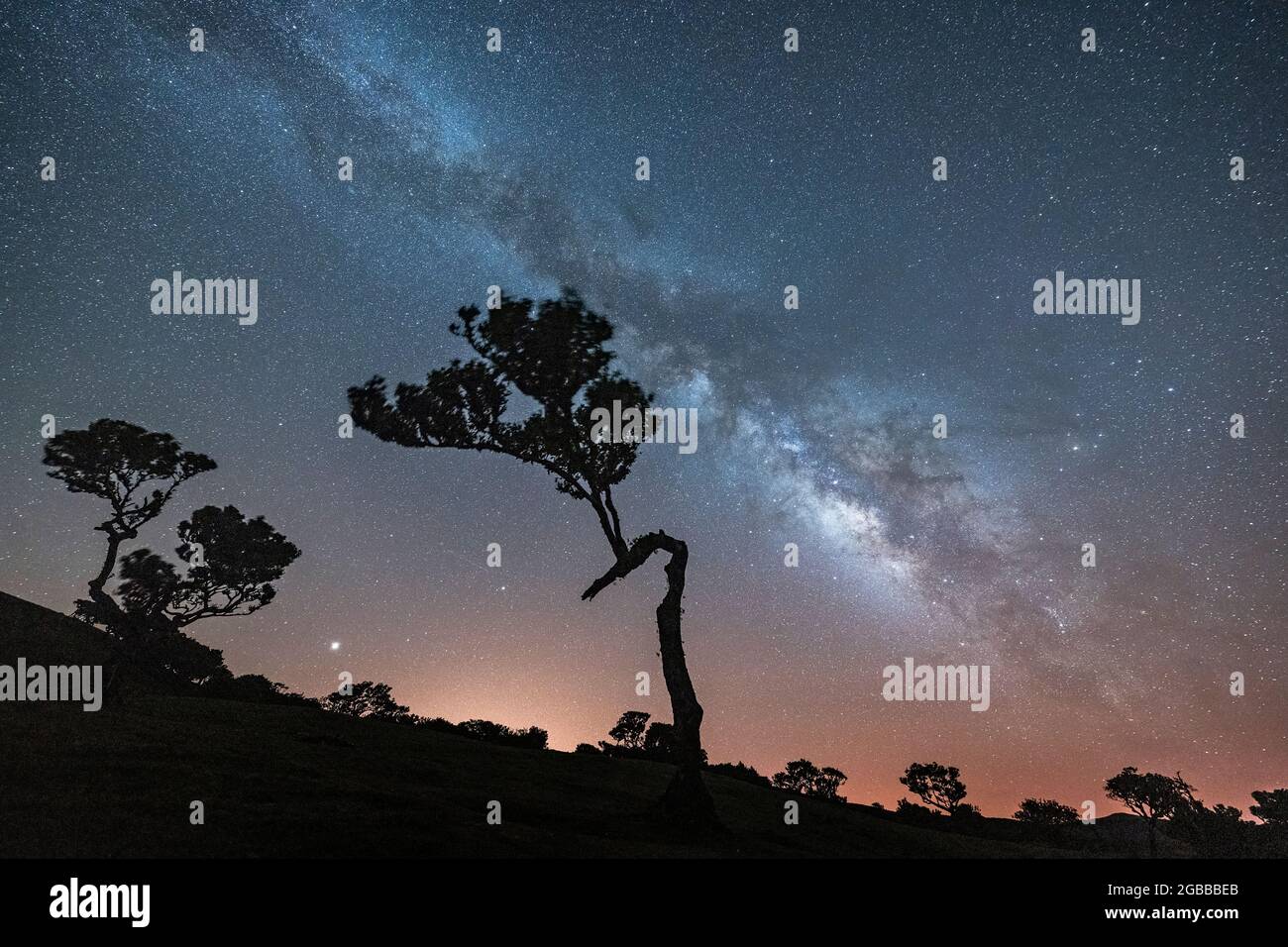 Milchstraße auf Baumsilhouetten im Fanalwald, Insel Madeira, Portugal, Atlantik, Europa Stockfoto