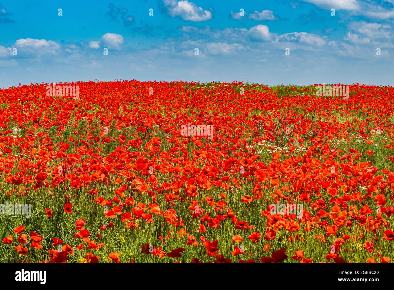 Poppy Flower Field, Zelena Hora, Tschechische Republik, Europa Stockfoto
