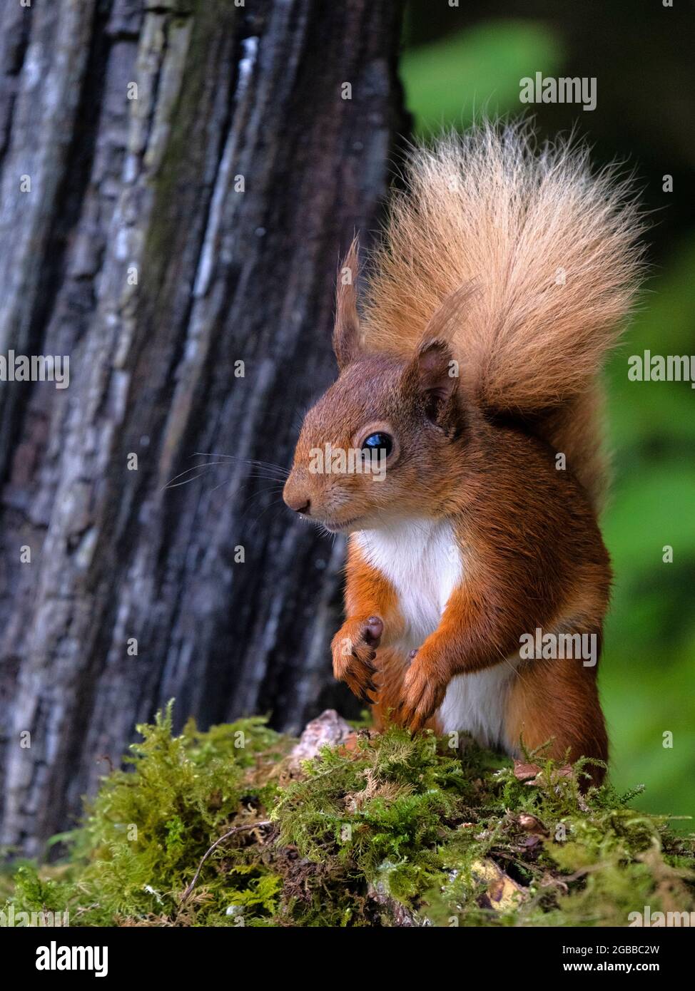 Red Squirrel, County Laois, Leinster, Republik Irland, Europa Stockfoto