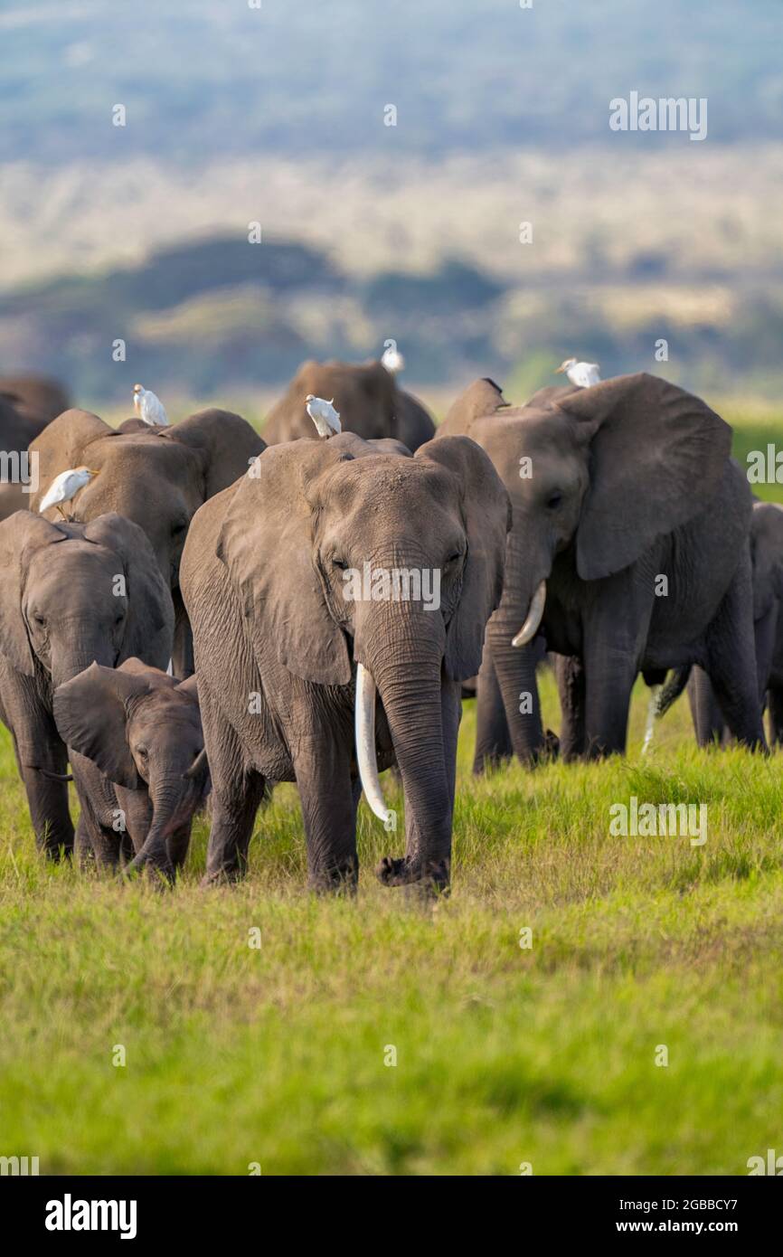 Ein Heard of Elefans (Loxodonta africana), im Amboseli National Park, Kenia, Ostafrika, Afrika Stockfoto