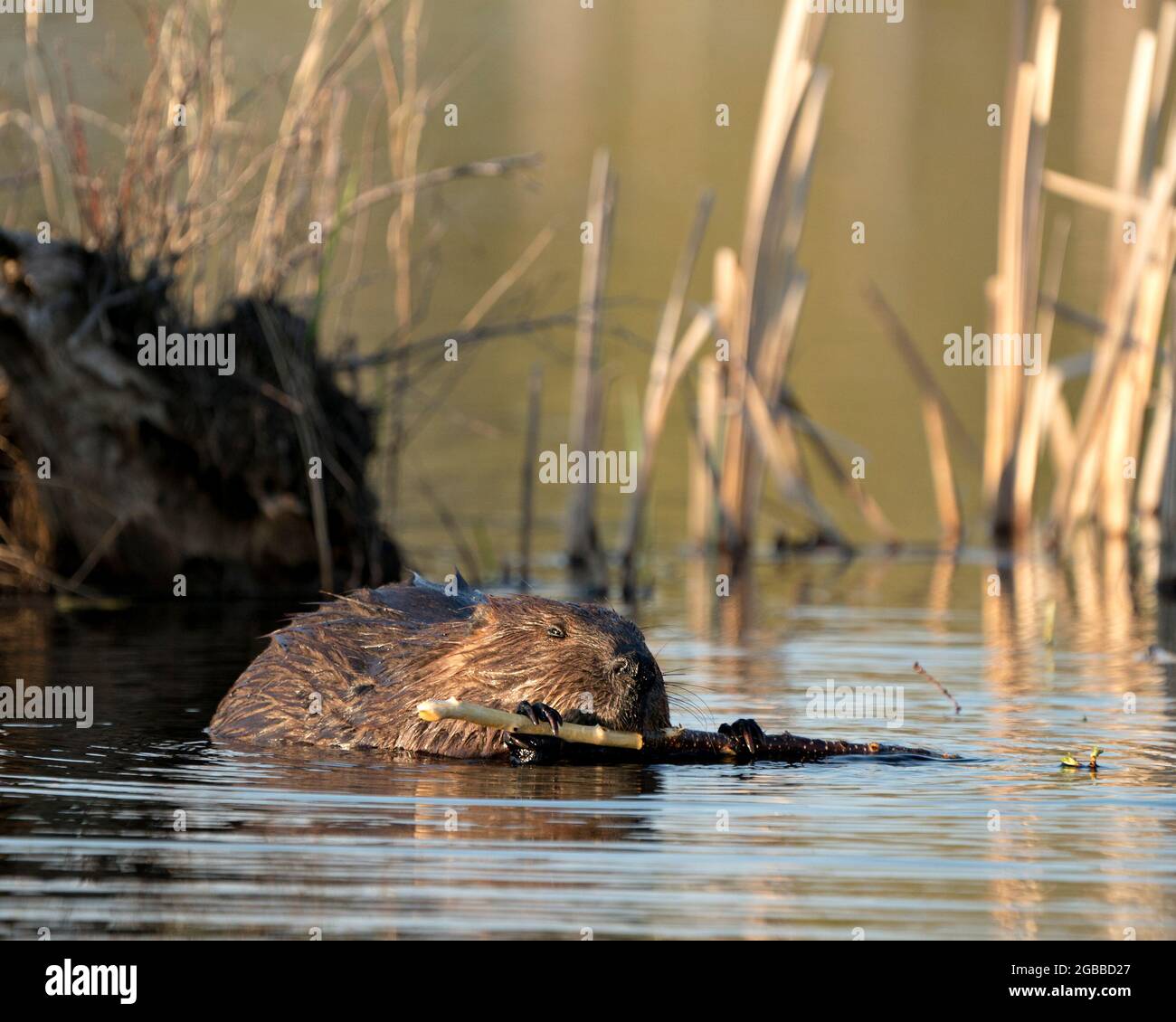 Biber Nahaufnahme Profilansicht Essen Baumrinde von Zweig im Teich mit verschwommenem Laub Hintergrund in seiner Umgebung und Lebensraum. Bild. Bild. Stockfoto