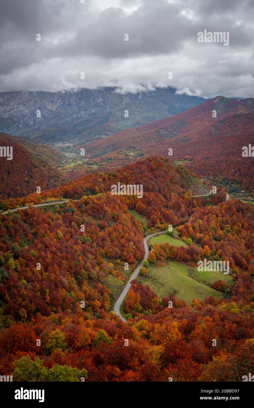 Straßenüberquerung wunderschöne bunte Herbstbaumlandschaft im Picos de Europa Nationalpark, Leon, Spanien, Europa Stockfoto