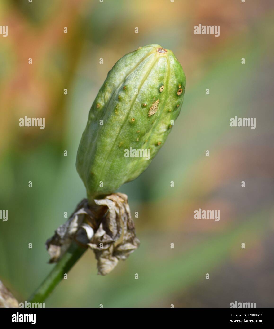 Iris-Samenschoten nach der Blüte Stockfoto