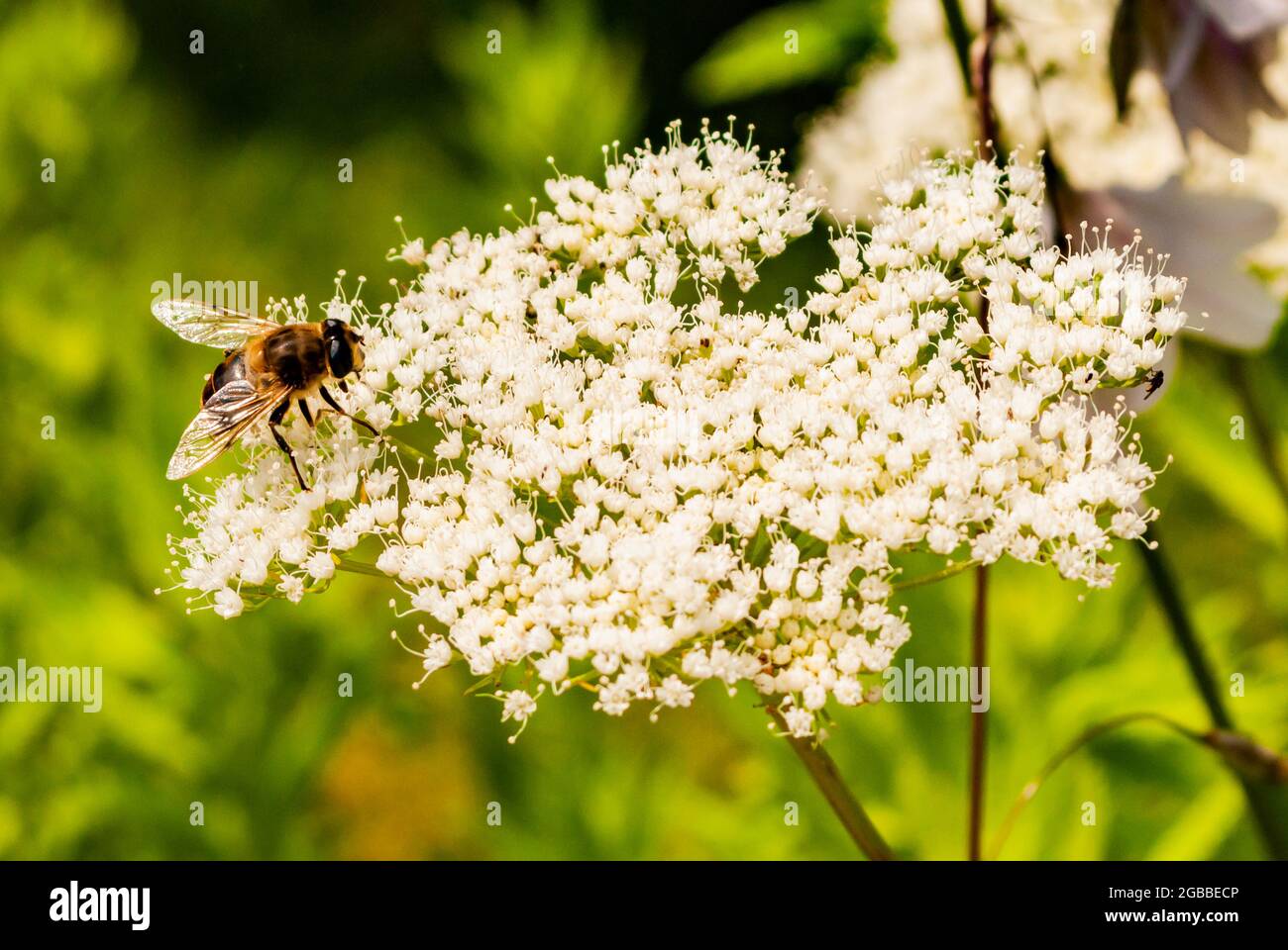 Britische Bienen ernähren sich auf einem weißen, unbelliferen Blütenkopf vor einem grünen Hintergrund mit selektivem Fokus Stockfoto