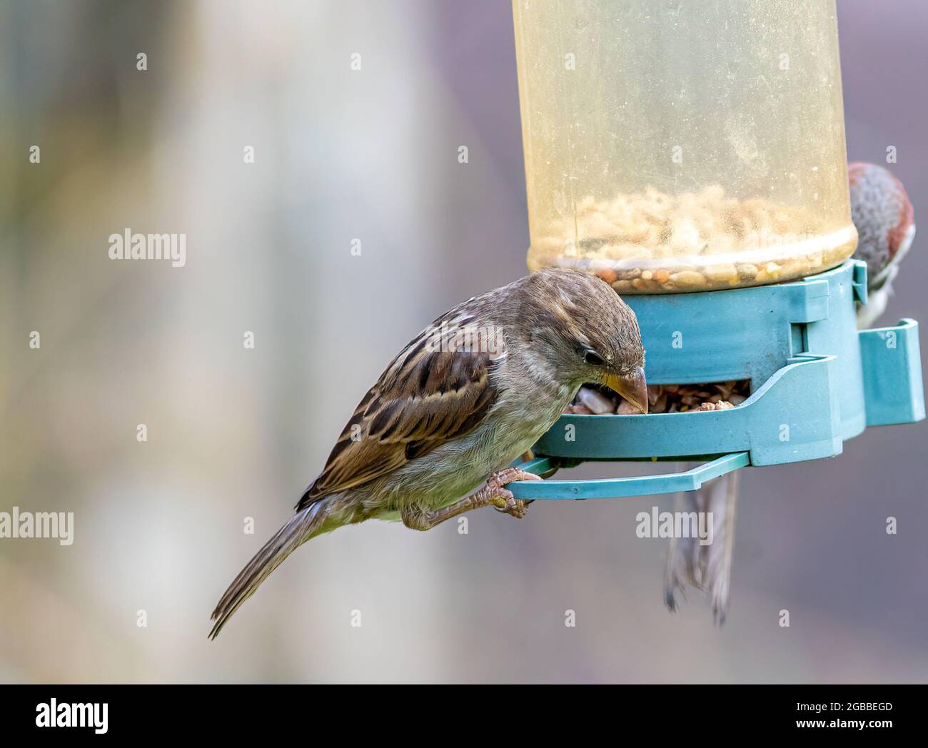 Haus Sparrow Fütterung an einem Futterhäuschen an einer Vogelfutterstation in Großbritannien Stockfoto