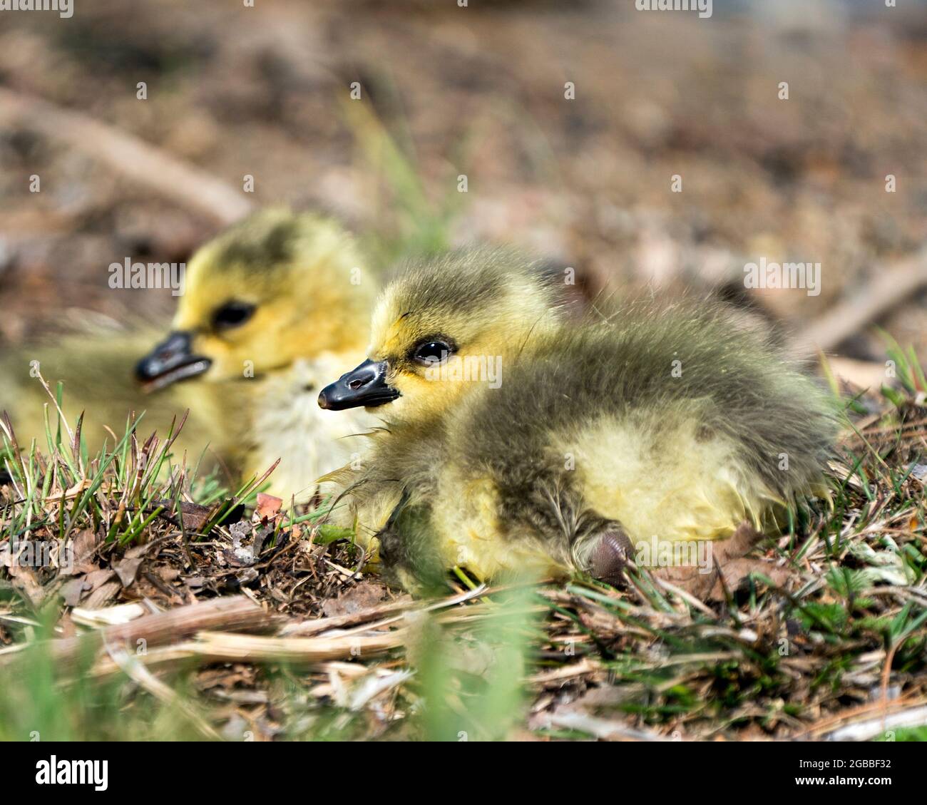 Kanadische Babys, die sich in ihrer Umgebung und ihrem Lebensraum auf Gras ausruhen, sehen Nahaufnahme des Profils. Bild „Canada Goose“. Bild. Hochformat. Foto. Stockfoto