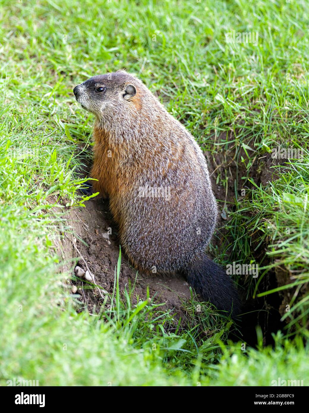 Groundhog close-up Profil Seitenansicht sitzt am Eingang des Bauches mit Gras Hintergrund in seiner Umgebung und Umgebung Lebensraum. Stockfoto