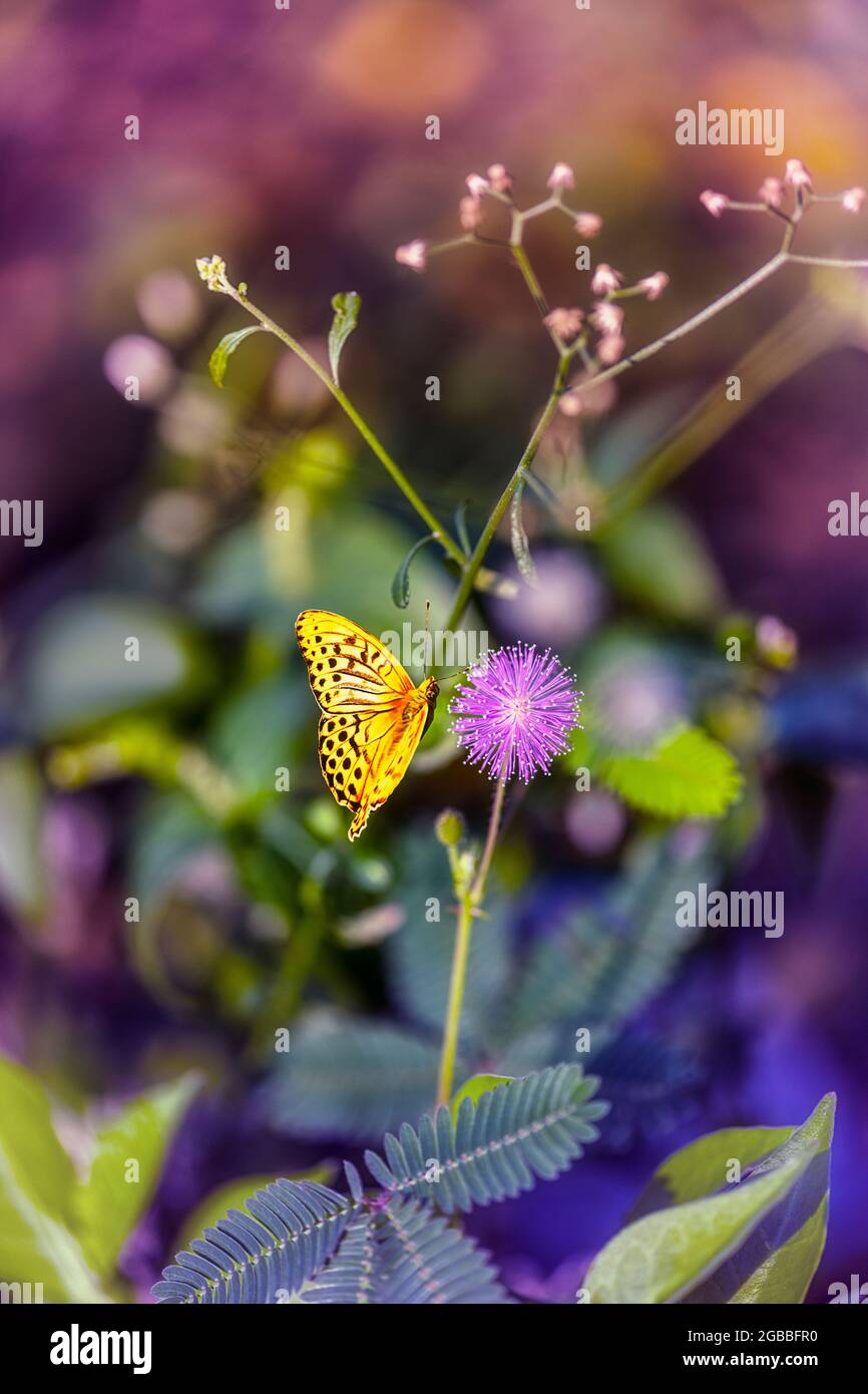 Der silbergewaschene Fritillarschmetterling, bekannt als Argynnis paphia, schwebt in der Nähe der violetten Blume, um sein Morgenmahl zu erhalten. Stockfoto