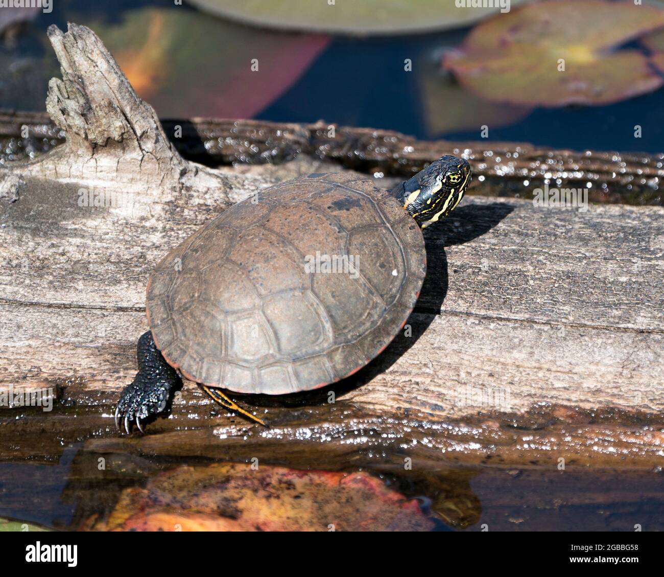 Gemalte Schildkröte auf einem Baumstamm im Teich mit Seerosenunterlage Teich, Seerosen, und zeigt seine Schildkrötenschale, Kopf, Pfoten in seiner Umgebung und Lebensraum. Turt Stockfoto