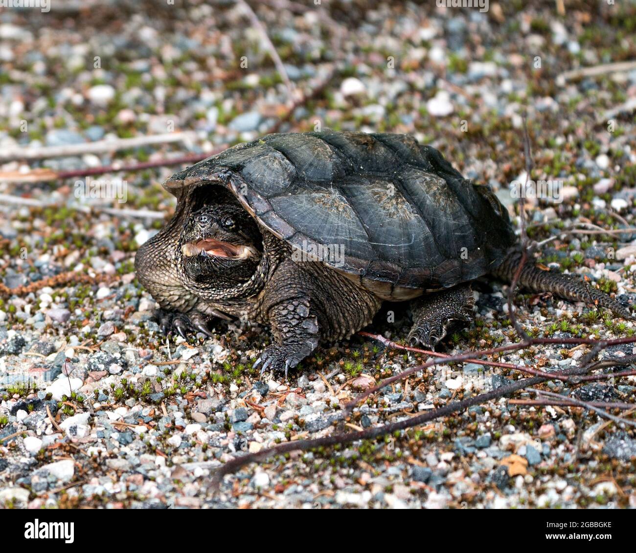 Schnappschildkröte Nahaufnahme Profilansicht Wandern auf Kies in seiner Umgebung und Lebensraum mit Schildkrötenmuschel und offenem Mund. Schildkrötenbild. Stockfoto