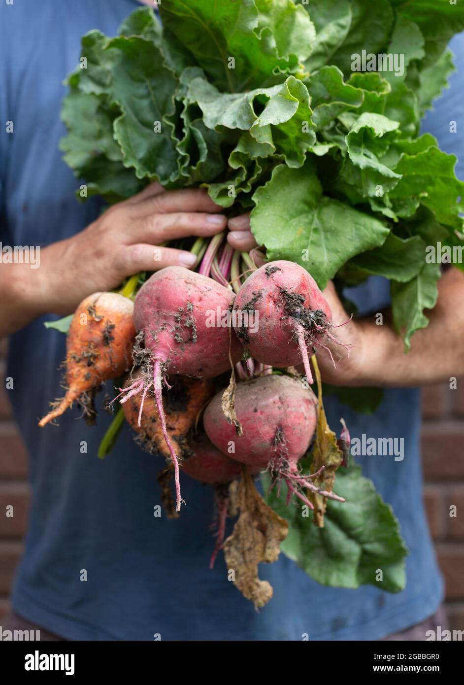 Mann, der einen Haufen Rote Beete hält Stockfoto