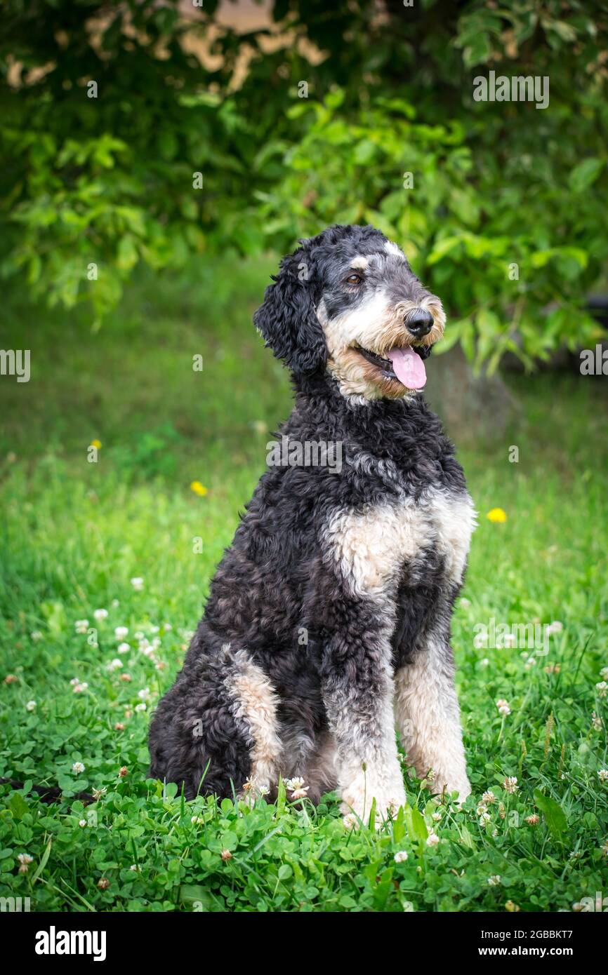 Schwarzer und brauner Königspudel Stockfoto