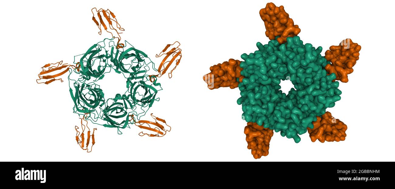 Kristallstruktur des A-Cobratoxin (braun)-AChBP (grün)-Komplexes, 3D-Cartoon- und Gaußsche Oberflächenmodelle, Farbschema für Ketteninstanzen Stockfoto