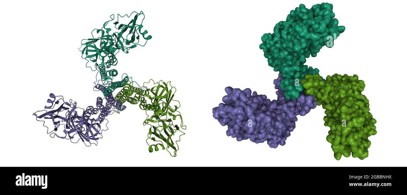 Kristallstruktur von Bacillus thuringiensis Cry5B nematozidales Toxin, 3D-Cartoon- und Gaußsche Oberflächenmodelle, Farbschema für Ketteninstanzen, PDB 4d8m Stockfoto