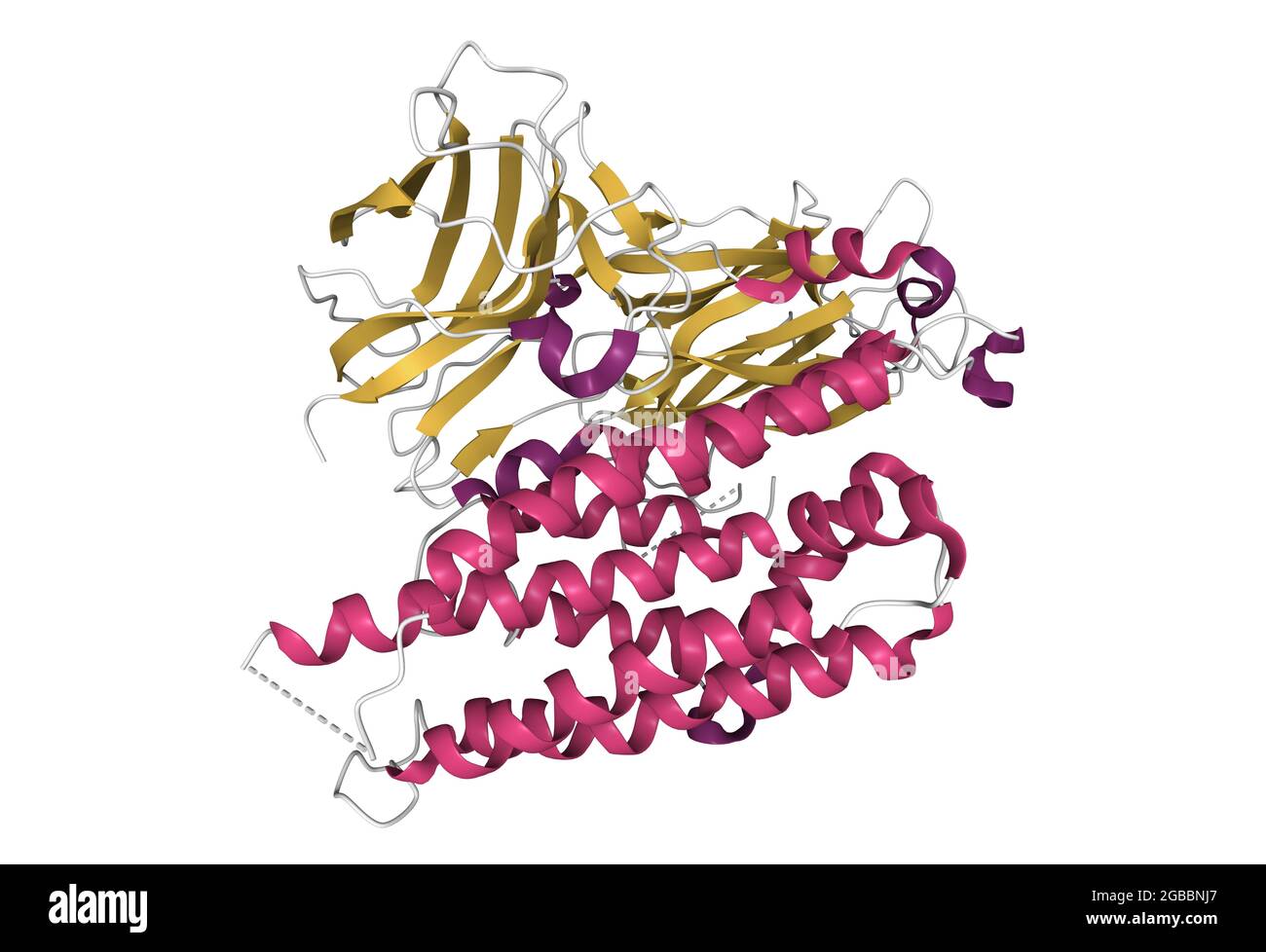 Aufbau der Funktionsform des mückenlarviziden Cry4Aa-Toxins aus Bacillus thuringiensis, 3D-Cartoon-Modell, PDB 2c9k, weißer Hintergrund Stockfoto