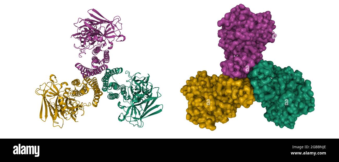 Struktur des Mückenlarviziden Toxins Cry4Ba von Bacillus thuringiensis, 3D-Cartoon- und Gaußsche Oberflächenmodelle, Farbgebung für Ketteninstanzen Stockfoto