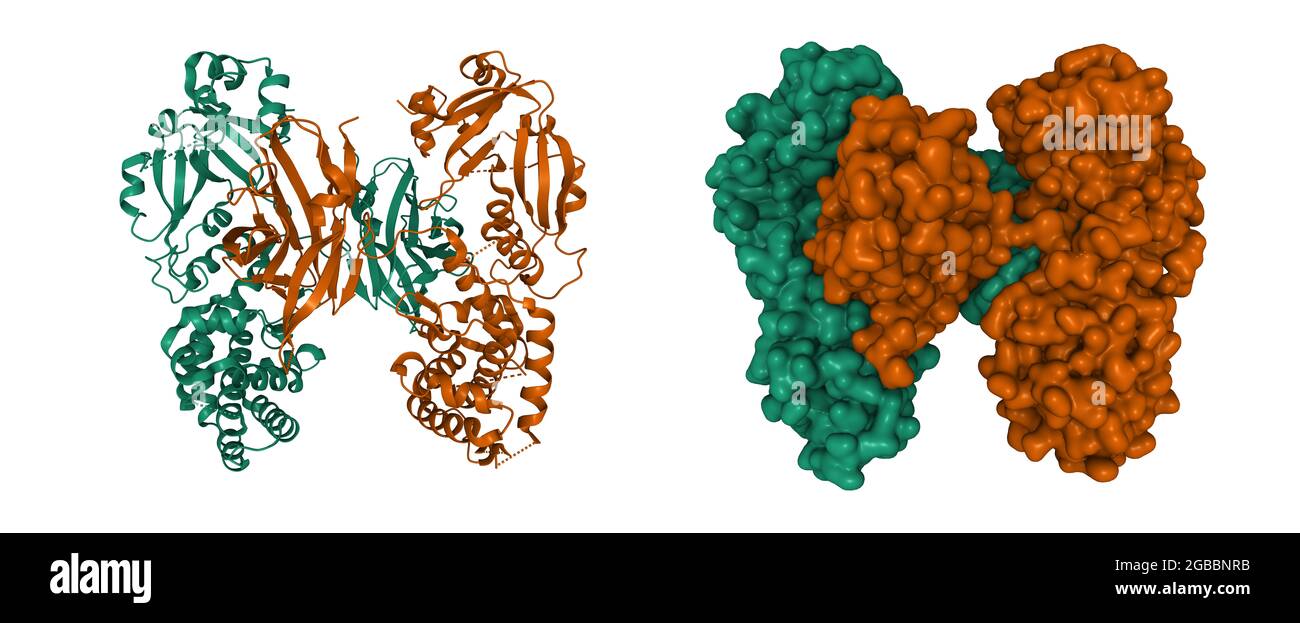 Struktur von Diphtherie-Toxin-Dimer, 3D-Cartoon und Gaußsche Oberfläche Modell isoliert, Kette-id-Farbschema, basierend auf PDB 7k7b, weißer Hintergrund Stockfoto