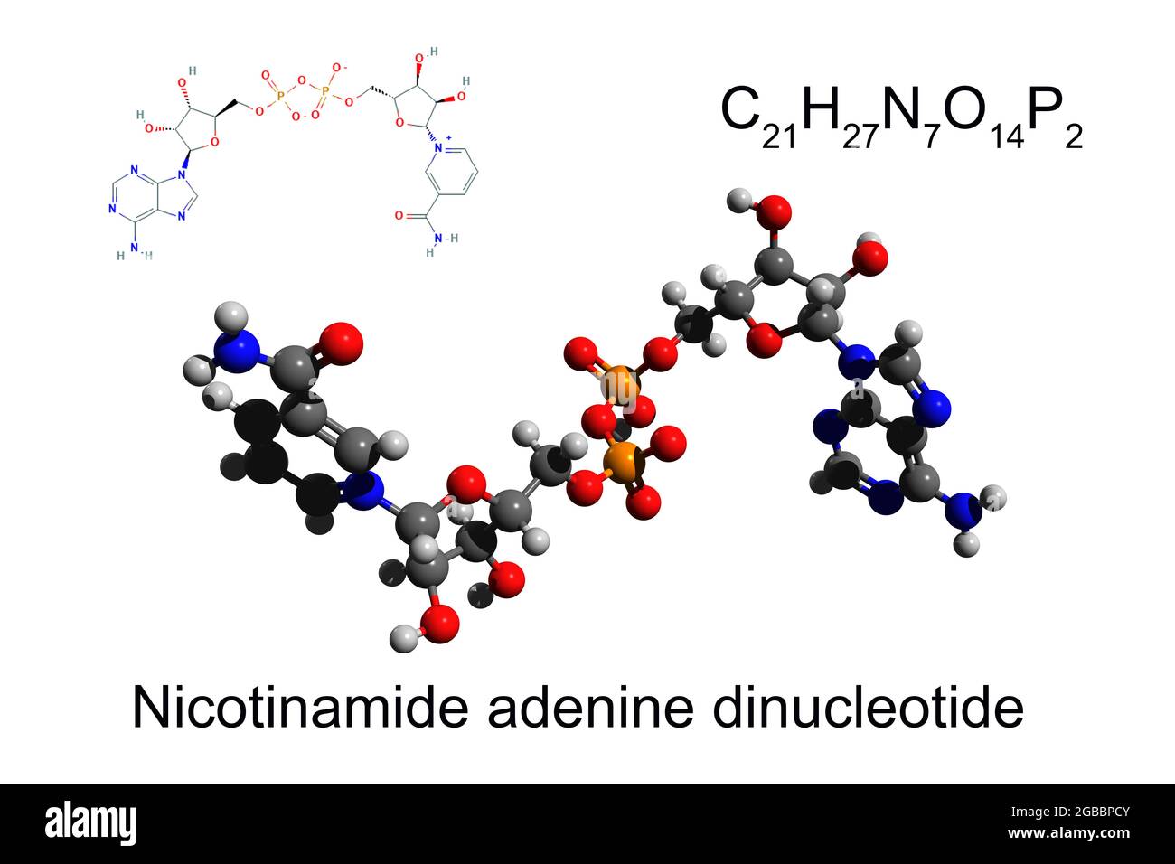 Chemische Formel, Skelettformel und 3D-Ball-and-Stick-Modell von Nicotinamid-Adenin-Dinucleotid, weißer Hintergrund Stockfoto