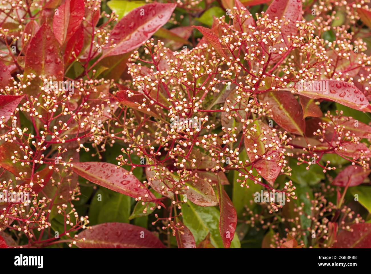 ed glänzende Blätter einer Photenie im Frühjahr, Photinia serrulata