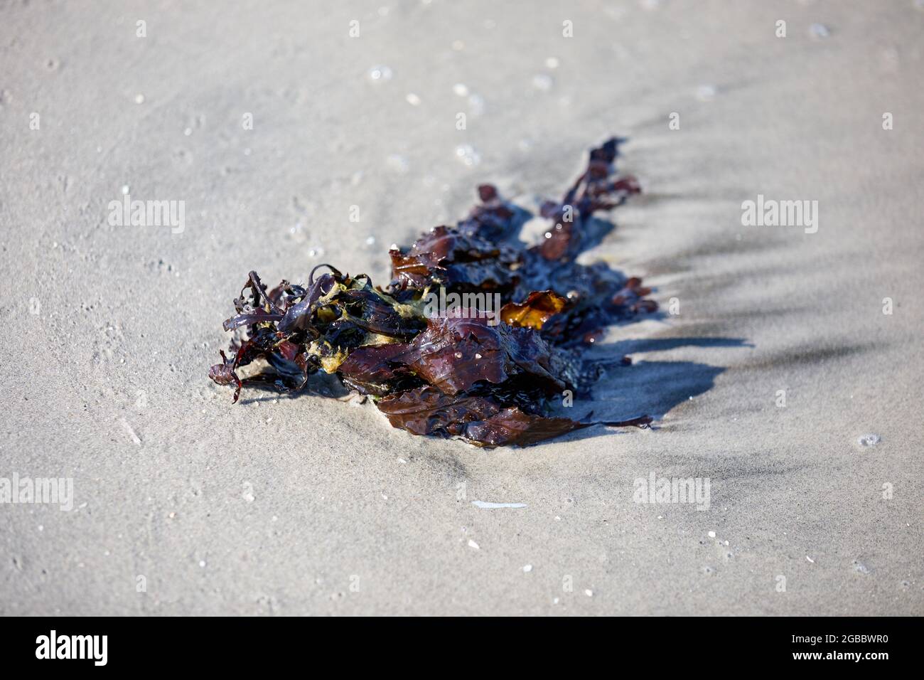 Algen am Strand angespült Stockfoto