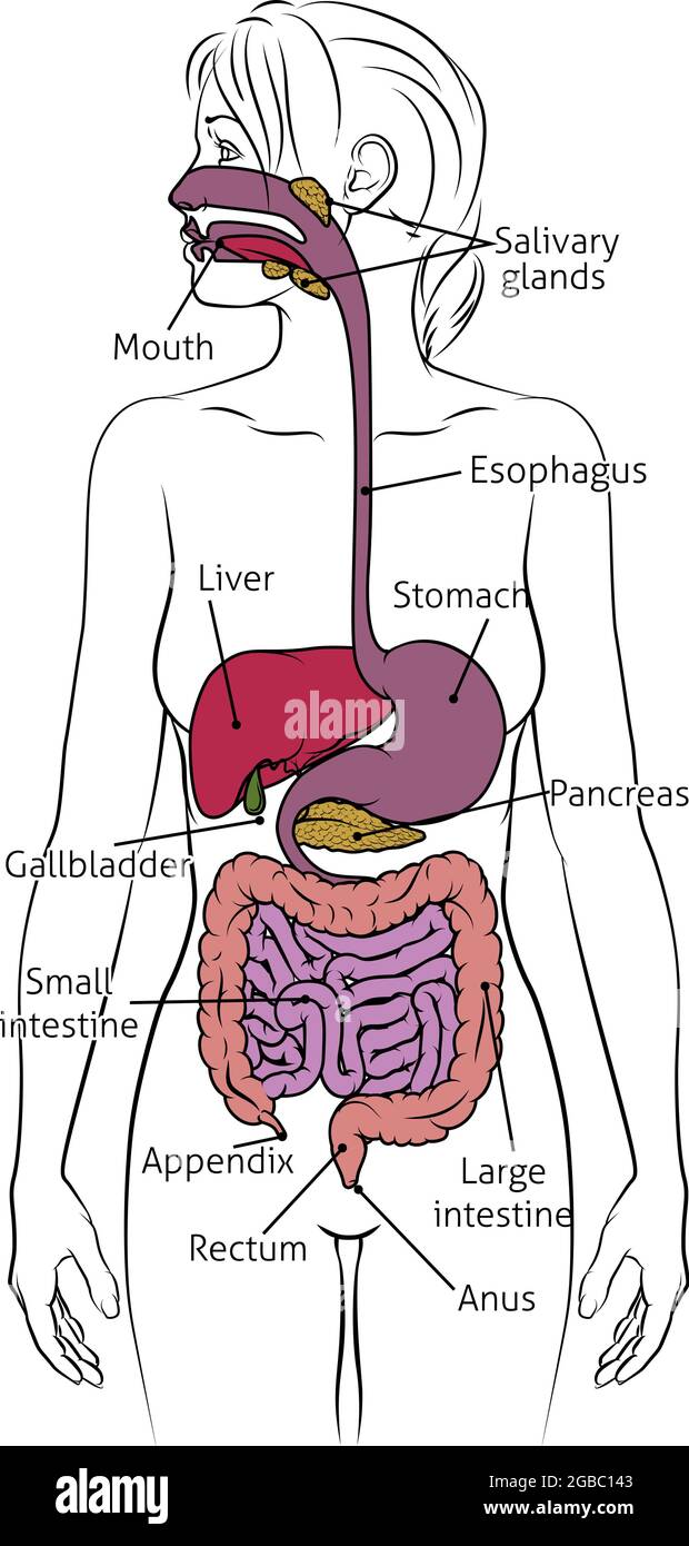 Menschliche Verdauungssystem Frau Anatomie Diagramm Stock Vektor