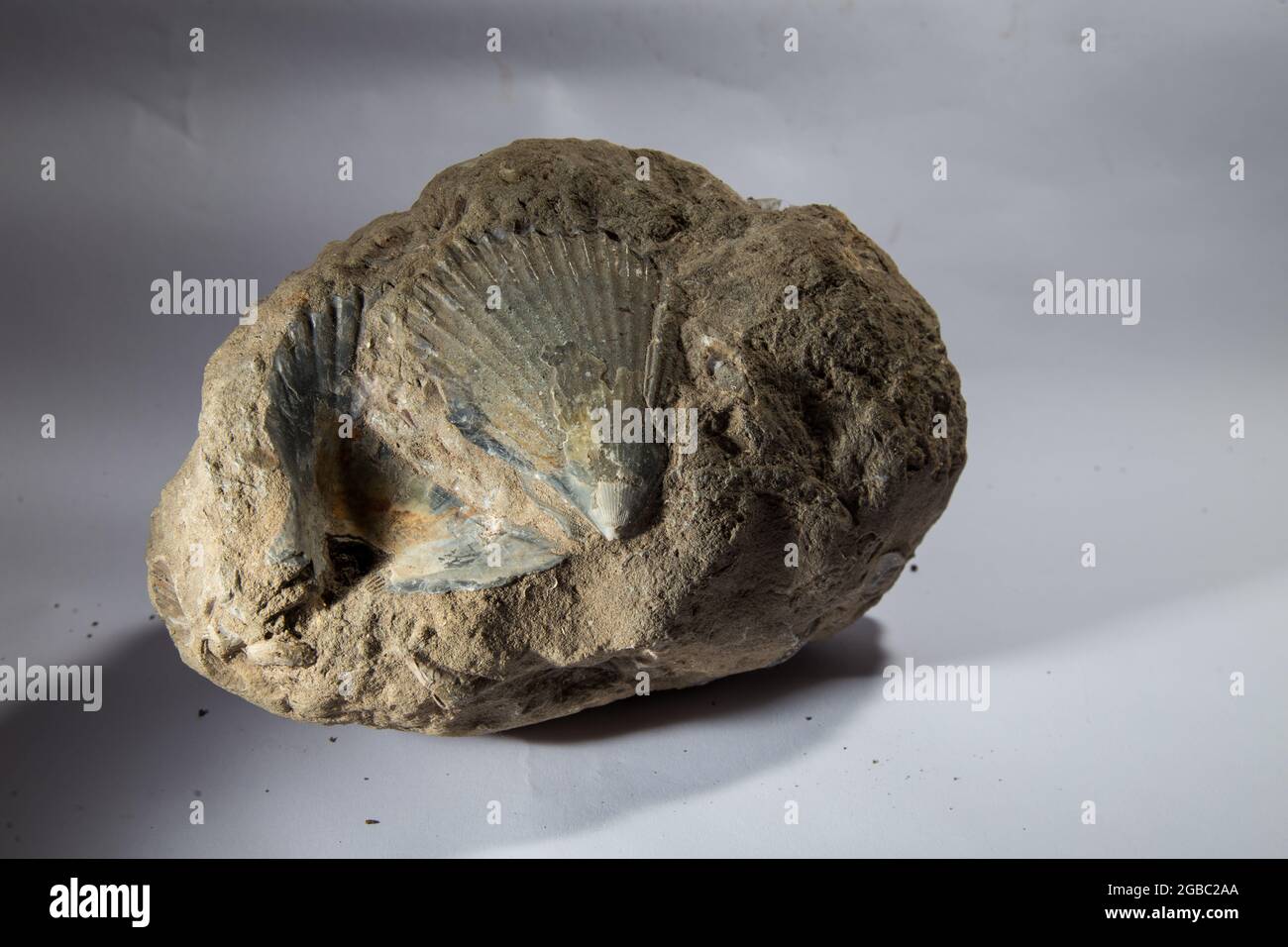 Tropisches Fossil von Großsäugern in West Java Indonesia Stockfoto